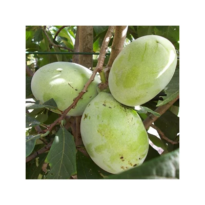 Asimina triloba 'Prima 1216' – Indián banán