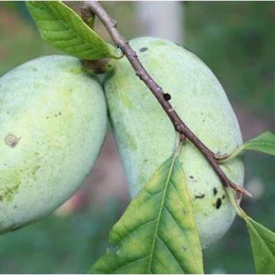 Asimina triloba 'Summer Delight' – Indián banán