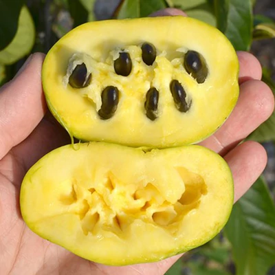 Asimina triloba 'Sunflower' – Indián banán