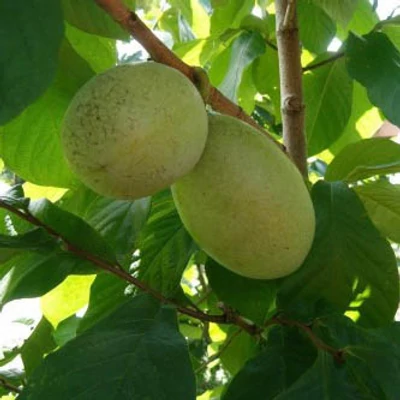 Asimina triloba 'Susquehanna' – Indián banán