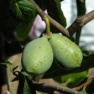 Asimina triloba 'Taylor' – Indián banán