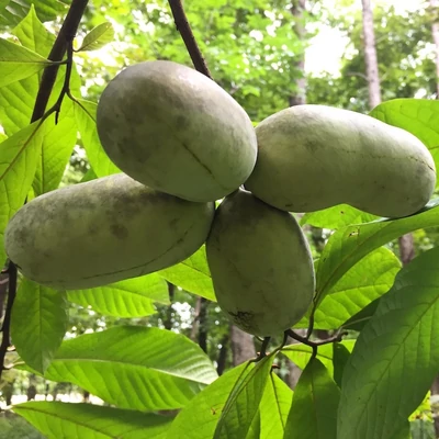 Asimina triloba 'Tropical Treat' – Indián banán
