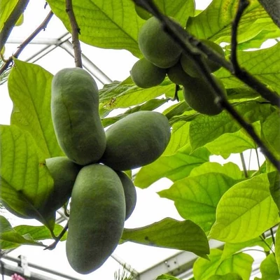 Asimina triloba 'Wells' – Indián banán