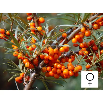 Hippophae rhamnoides 'Askola' - Homoktövis, termős