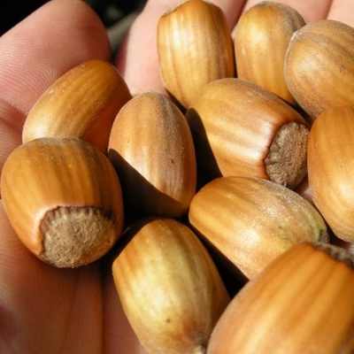 'Katalonski' – Mogyoró