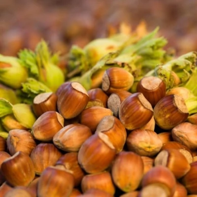 'Fehér Lambert' mogyoró (konténeres)