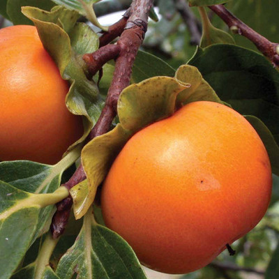 Pianta Di Cachi Vaniglia (Diospyros Kaki) In Vaso 24/26 Cm - Altezza 170-200 Cm, Età 4 Anni, Autofertile