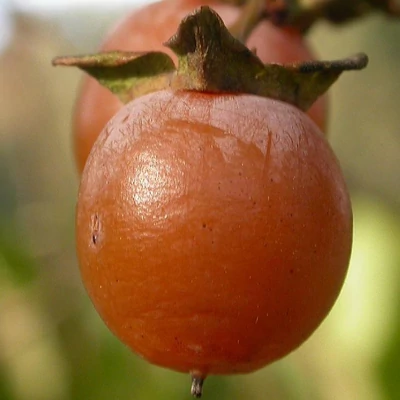 Diospyros grandifolia