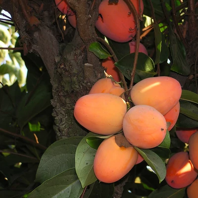 Diospyros kaki 'Chocolatino' – Datolyaszilva (csersavmentes)