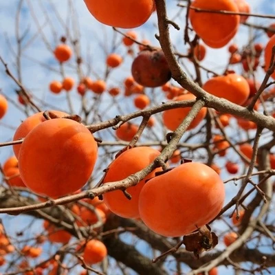 Diospyros kaki 'Fau-Fau' – Datolyaszilva