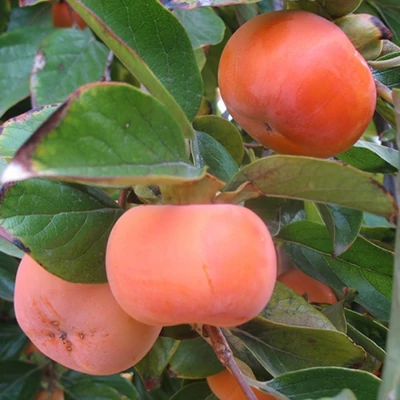 Diospyros kaki 'Fuyu' – Datolyaszilva