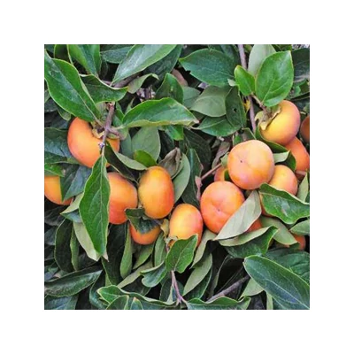 Diospyros kaki 'Jiro' - Datolyaszilva
