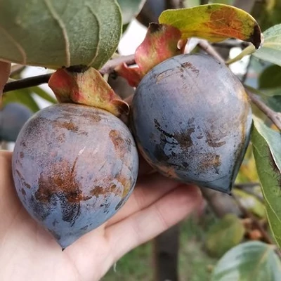 Diospyros kaki 'Kuro Gaki' – Datolyaszilva
