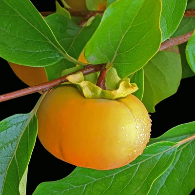 Diospyros kaki 'Matsumoto Wase Fuyu' – Datolyaszilva
