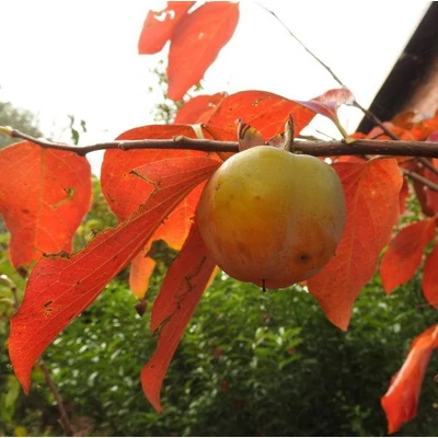 Diospyros kaki x virginiana 'Rosseyanka' (syn.: 'Russian Beauty') – Datolyaszilva