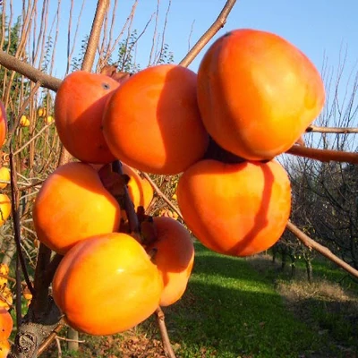 Diospyros kaki 'Sharon' – Datolyaszilva