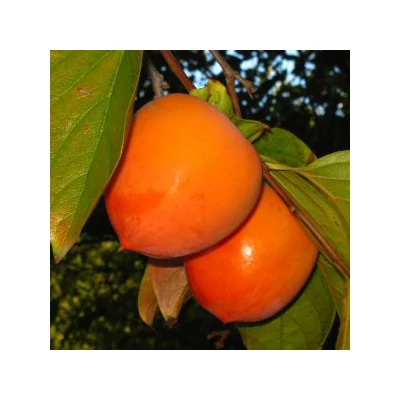 Diospyros kaki 'Tone Wase' – Datolyaszilva