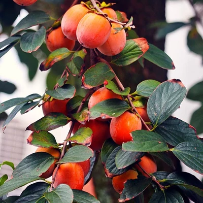 Diospyros kaki x virginiana 'Europa' – Datolyaszilva