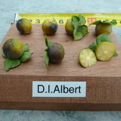 Diospyros lotus 'Albert' – Lótuszszilva