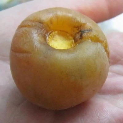 Diospyros virginiana 'Yates' – Datolyaszilva
