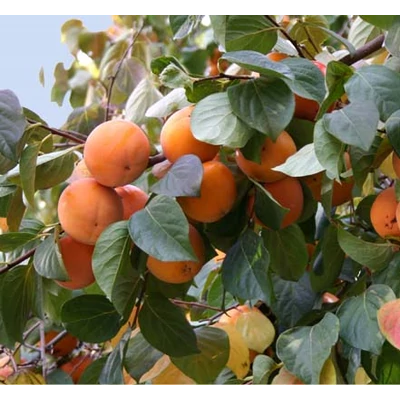 Diospyros kaki - Datolyaszilva