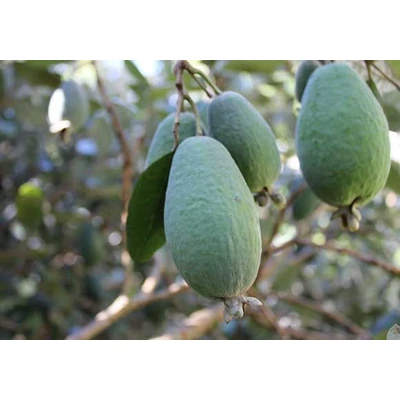 Feijoa sellowiana 'Triumph' - Mirtuszdió