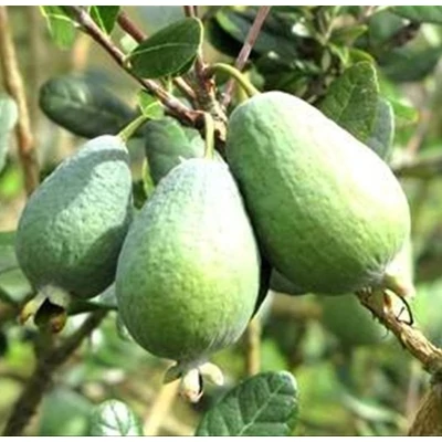 Feijoa sellowiana (syn.: Acca sellowiana) - Mirtuszdió