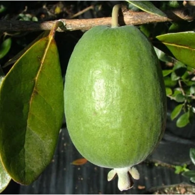 Feijoa sellowiana 'Gemini' - Mirtuszdió