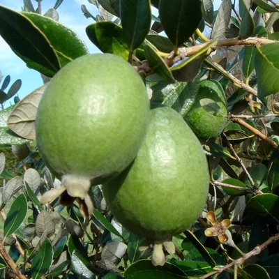 Feijoa sellowiana 'Unique' - Mirtuszdió