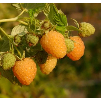 Rubus idaeus 'Fertődi aranyfürt' - Málna (sárga)