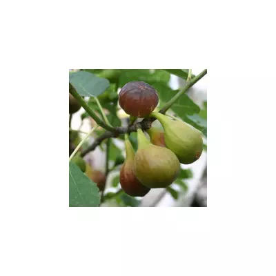 Ficus carica - Füge