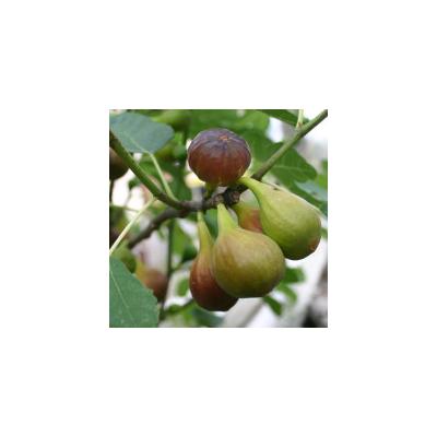 Ficus carica - Füge