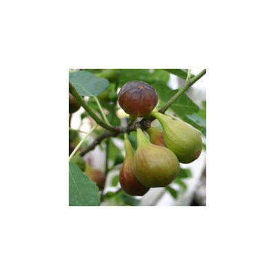 Ficus carica - Egytörzsű fügefa