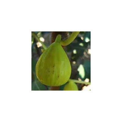 Ficus carica 'Arany méz' – Füge