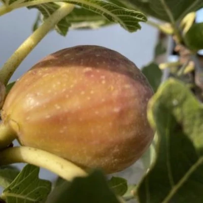 Ficus carica 'Bagladi' – Füge