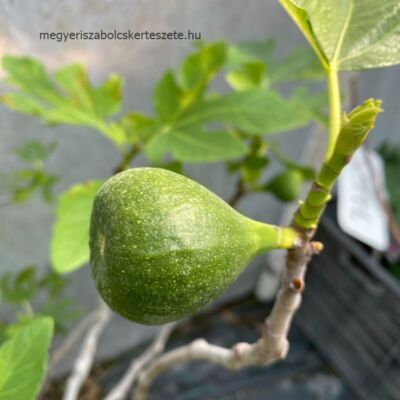 Ficus carica 'Botanikus kert' – Füge