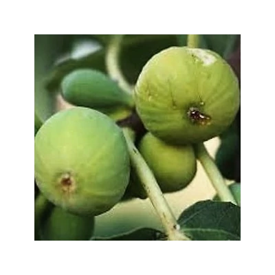 Ficus carica 'Col de Dame Blanche' (syn.:'Col de Dame Blanc', 'Col di Signora Bianca', 'Col de Señora Blanca', 'Cuello de Dama Blanca', 'Fraga' stb.) – Füge