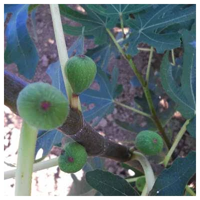 Ficus carica 'Early Violet' – Füge