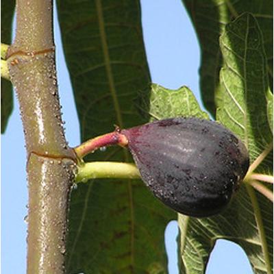 Ficus carica 'Fekete' – Füge
