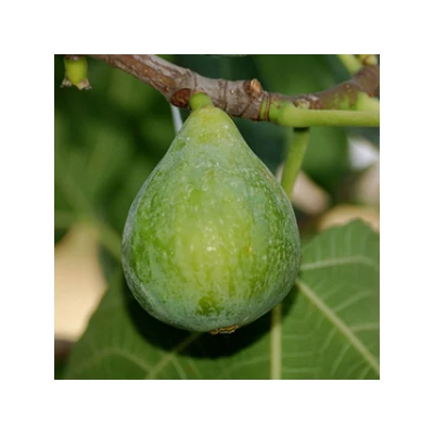 Ficus carica 'Fiorone' - Füge