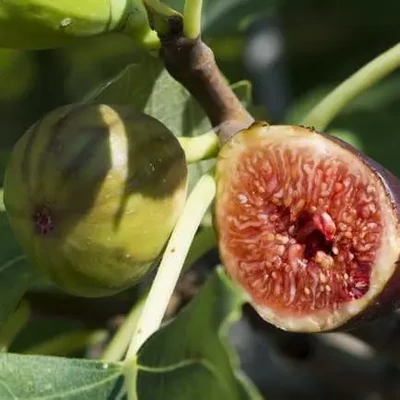 Ficus carica 'Francesco' – Füge