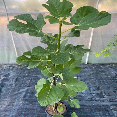 Ficus carica 'Füredi óriás' – Füge