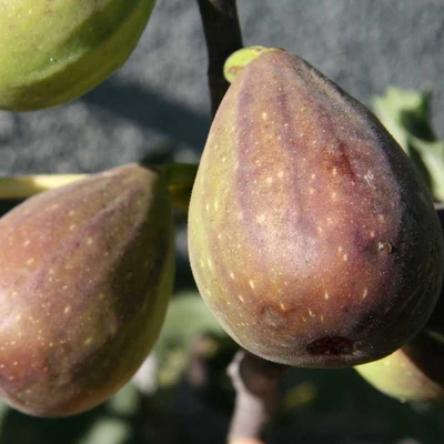 Ficus carica 'Gustissimo® Twotimer®' – Füge
