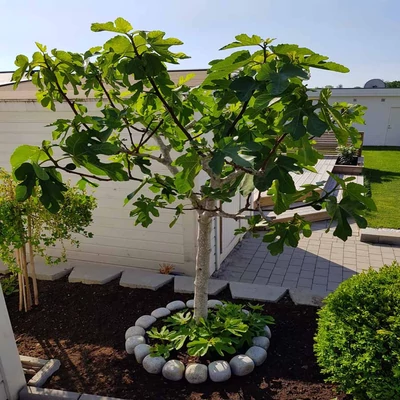 Ficus carica 'Györöki lapos' (syn.: 'Jégfüge') - Füge