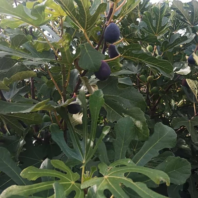 Ficus carica 'Lila' – Füge