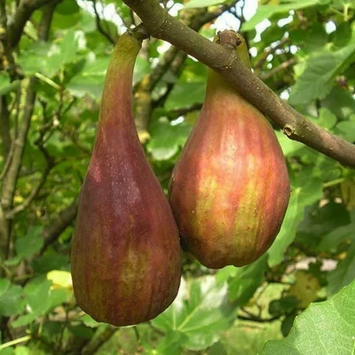 Ficus carica 'Longue d'Aout' (syn.: 'Banane', 'Jérusalem') – Füge