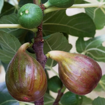 Ficus carica 'Madeleine des Deux Saisons' – Füge