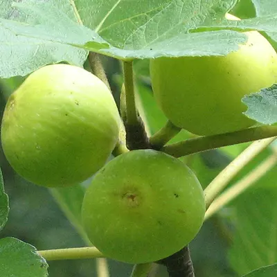 Ficus carica 'Mary Lane' (syn.: 'Jelly', 'Seedless') – Füge