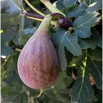 Ficus carica 'Melanzana' (syn.:'Dottato Nero', 'Dottato Rosso', 'Marangiano', 'Merengiana', 'Melanciano', 'Parmigiano') – Füge