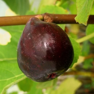 Ficus carica 'Morena' – Füge